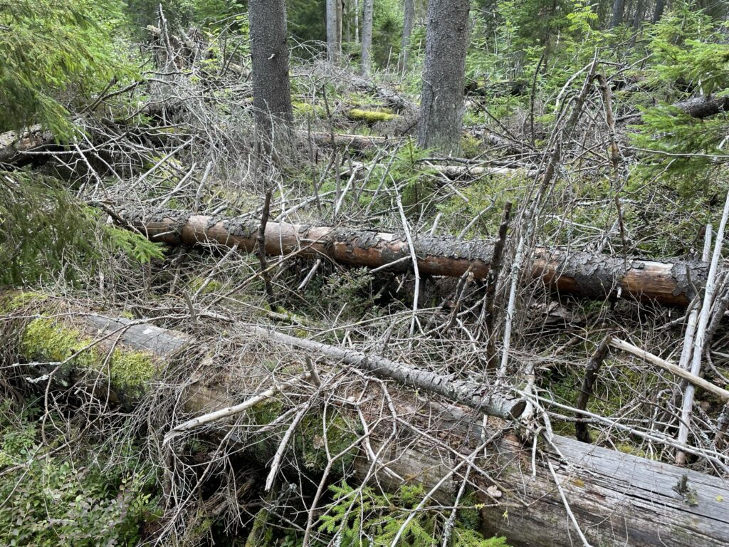 Bild till forskningsprojektet Skeleton forest, Brattåsstiftelsen