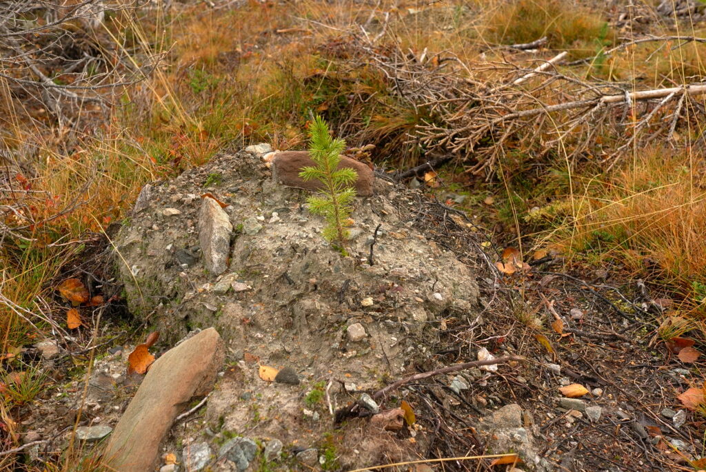 Bild till forskningsprojektet Kan plantvalet påverka granens försvarsförmåga mot granbarkborren? Brattåsstiftelsen